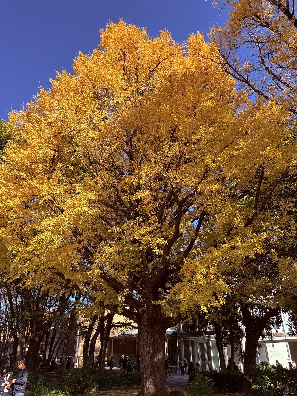 Ginkgo en Japón durante otoño