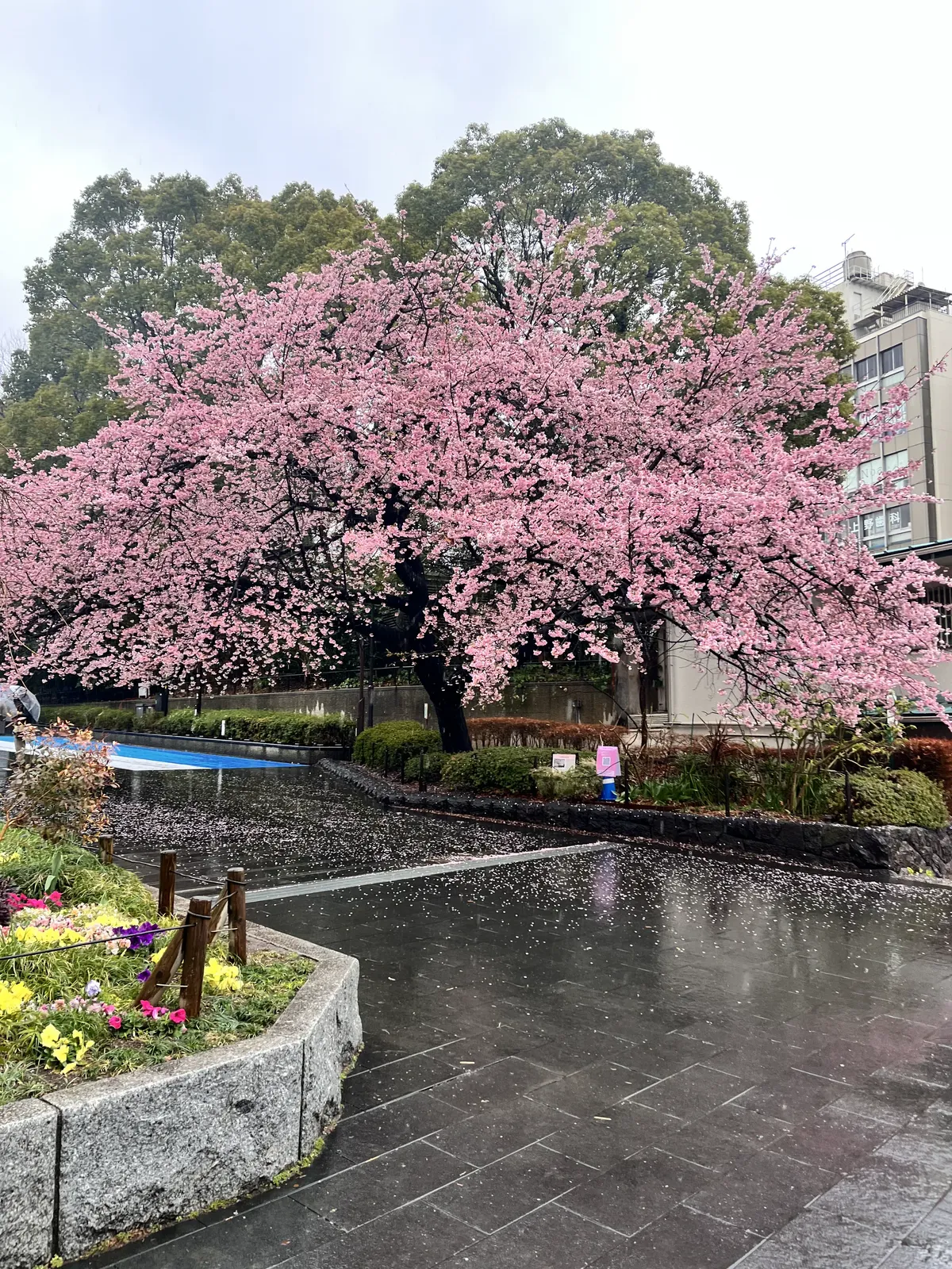 Hanami en Japón: cómo vivir la temporada de sakura