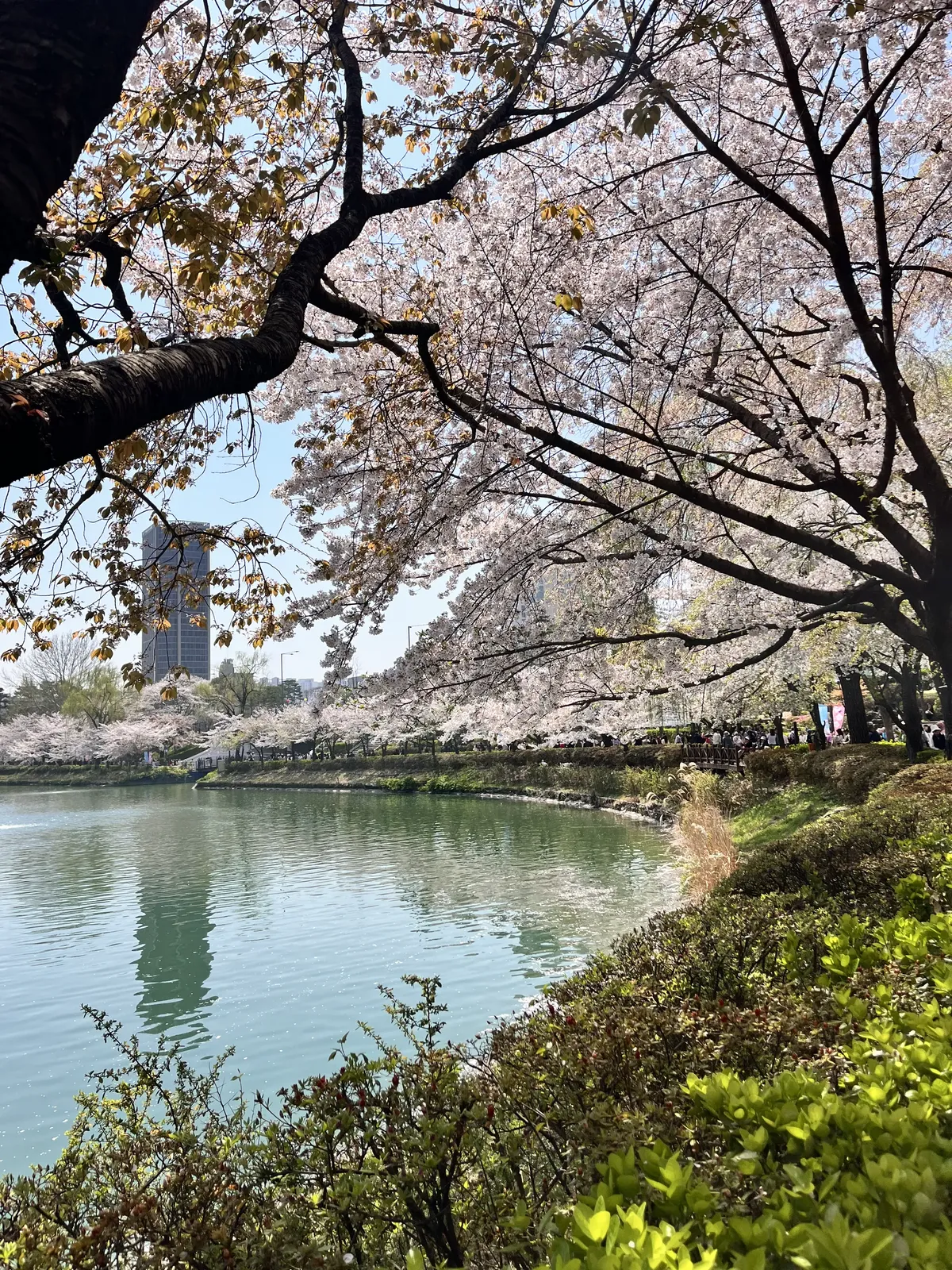 Corea en primavera: palacios, flores y costa